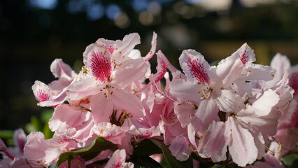 Rhododendron Cosmopolitan flower. Colorful flowers and flower roots