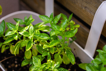 Fresh green basil before bloom in planter on the balcony