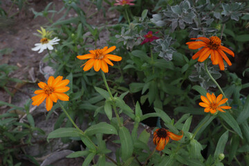Common zinnia flower plant on farm
