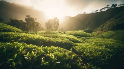 Fotobehang natural and herbal tea farm land scenery for organic agriculture generative ai © Align