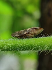 Spittlebug on the grass