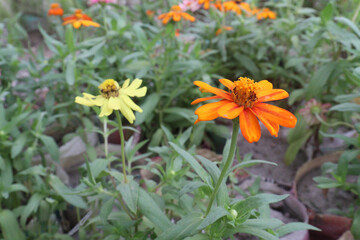 Common zinnia flower plant on farm