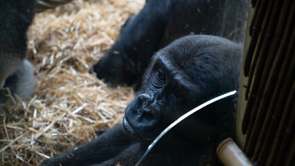 black gorilla. Black gorilla in the zoo.