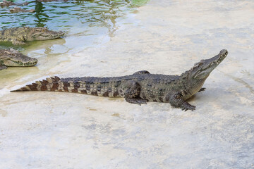 The crocodile is stay near the river