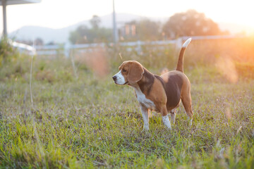 A cute beagle standing in the meadow looking at something in the sunset light.