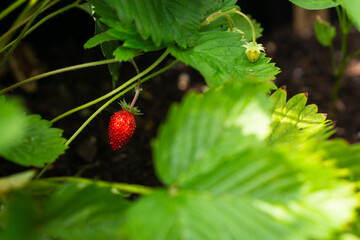 vintage herb planters hanging on wooden fence
