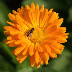 bee on yellow flower