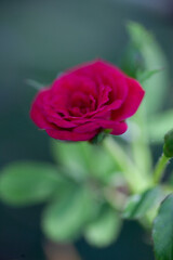 Beautiful rose bloom or petals.
