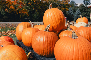 Background of bright orange pumpkins at the autumn farmer's market. Sale of vegetables in the form of a pumpkin for Halloween. Pumpkin for food or holiday decoration
