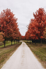 Dirt road in the park between beautiful autumn trees with red leaves. Autumn maples with red leaves in the park. Autumn park in October or September. Beautiful autumn landscape