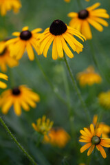 Brilliant yellow black eyed susan flowers.