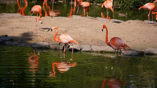 flock of flamingos. A flock of sweet flamingos at the water's edge