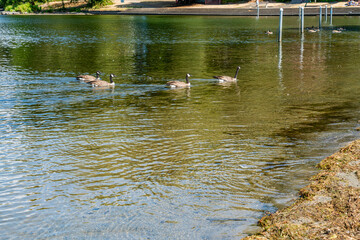 Lake Washington Geese