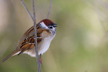 sparrow on a branch