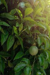 Passion fruit maracuja growing on the tree in the garden, beauty summer day