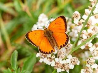 Obraz premium Scarce copper butterfly. Lycaena virgaureae