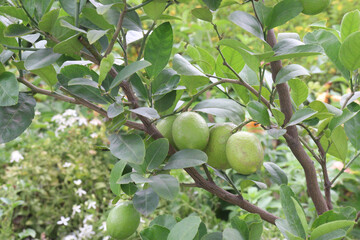 lemon on tree in farm