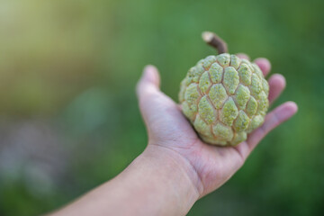 Hand holding custard apple fruit on natural Background.