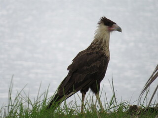 Caracara cheriway - Cara cara 