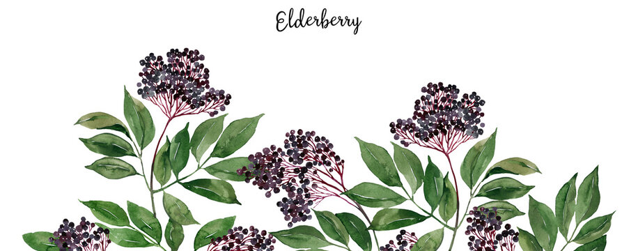 Elderberry, black berries, elderflowers frame, border, bouquet. Home grown medicine plant, apothecary ingredient, healthy organic food illustration. Print, broshure, poster, postcard