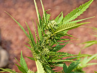 cannabis flower annual plant in a pot in the garden