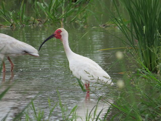 Eudocimus albus - Ibis blanco