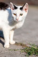 Naklejka na ściany i meble Close up of a black and white cat with a blind eye