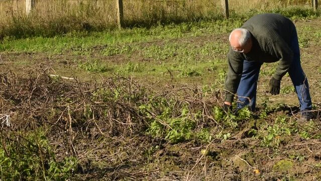 A bald farmer removes dry grass from the garden with his hands in autumn.