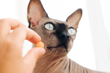 Man giving a pill to a hairless Sphynx cat