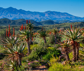 Within a stand of aloes (Aloe ferox) set against a backdrop of foothills and the Swartberg mountains near Banderas, Western Cape.