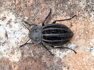 Darkling Beetles and Allies. Genus Alphasida. 