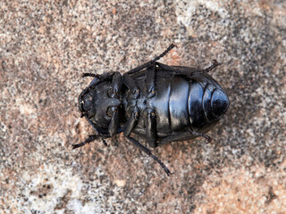 Darkling Beetles and Allies. Genus Alphasida. 