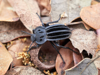 Darkling Beetles and Allies. Genus Alphasida. 
