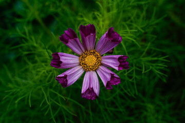 Obraz premium Single, purple seashell cosmos flower surrounded by the greenery from the plant. Yellow center.