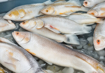 Obraz premium fresh fish on ice