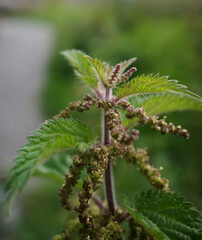 Nettle