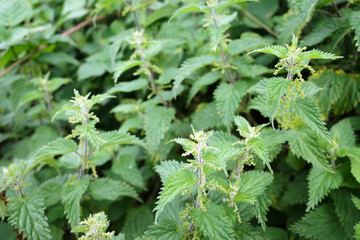 Nettle