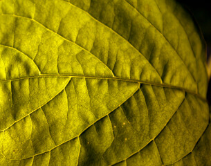 close-up of a leaf texture, leaf texture background in green, macro, natural background with green leaf, green leaf pattern