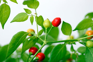 chili plant on white background, agriculture with chili peppers, chili harvest in september and october in autumn, fresh red and orange chili