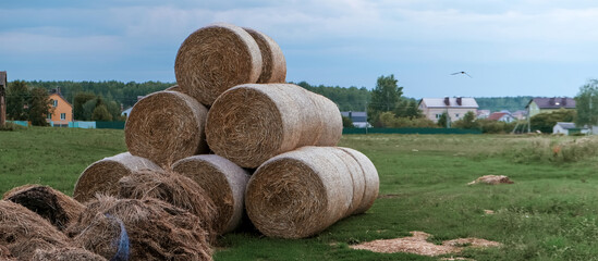 haystacks lie on a field harvesting