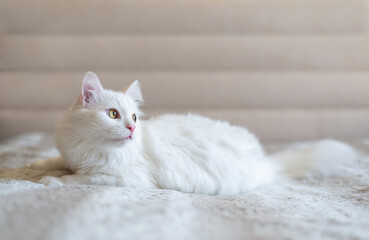 White Graceful cat with yellow eyes and outstretched paws lies on white background. Adorable domestic Pet.