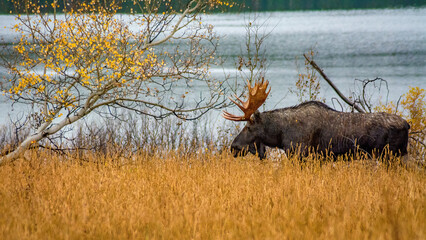 Wild moose in tall grass in the fall