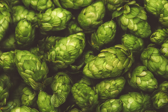 hop cones, SAAZ HOPS, czech republic