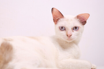 Cute white Cat portrait with white background high key