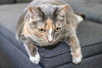 Fototapeta premium Cat just resting on the sofa.