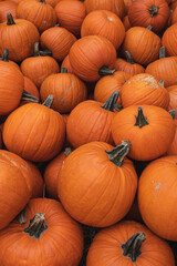 Pile of many harvested orange pumpkins at farmers market. Autumn fall seasonal background