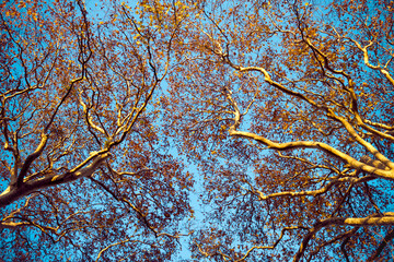 autumn trees