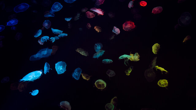 background with jellyfish