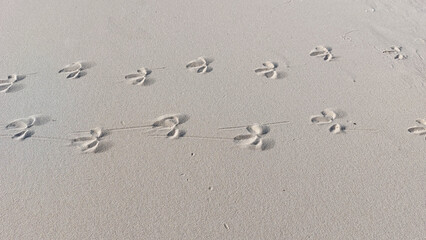 footprints on the beach
