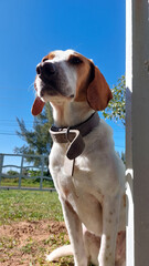 beagle dog portrait